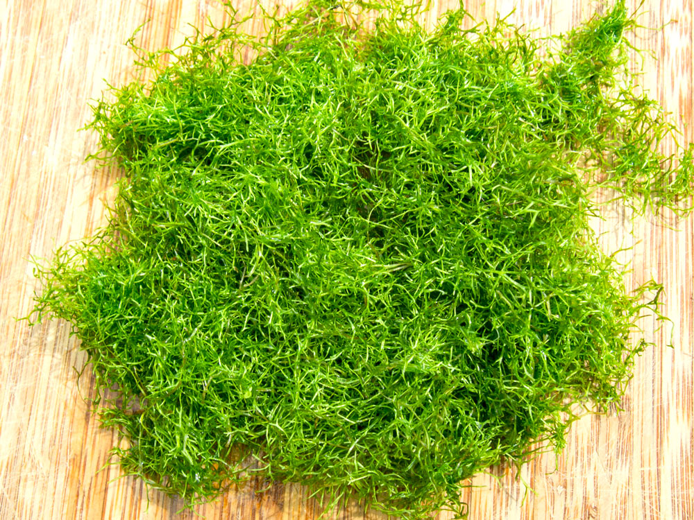 Crystalwort (Riccia fluitans), portion