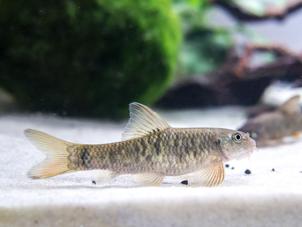 Doctor Fish - Aquatic Arts