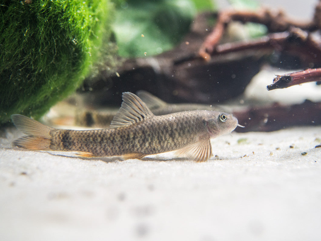 Algae Eating Doctor Fish - Garra Rufa for Aquariums - Flip Aquatics