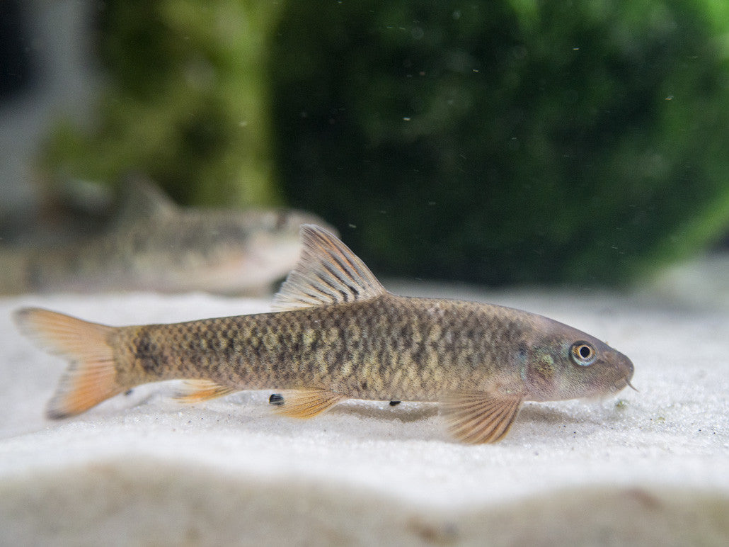 Doctor Fish aka Pedicure Fish (Garra rufa) for sale