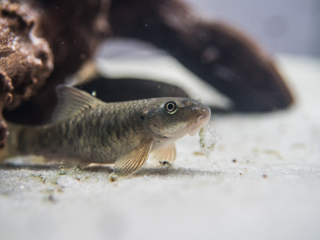 Doctor Fish aka Pedicure Fish (Garra rufa) for sale