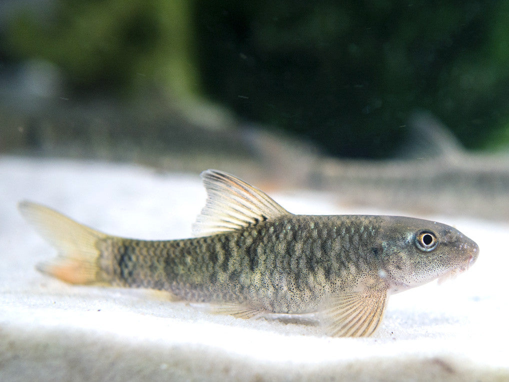 Doctor Fish aka Pedicure Fish (Garra rufa) for sale