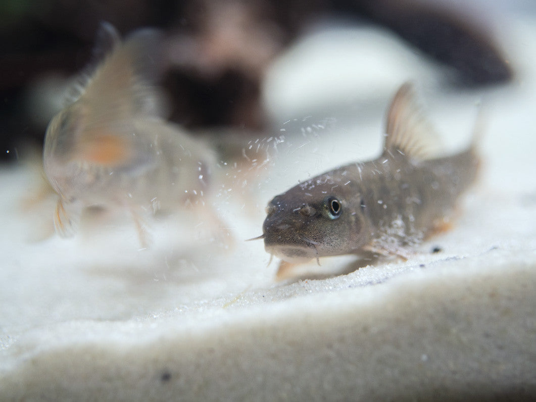 Doctor Fish aka Pedicure Fish (Garra rufa) for sale