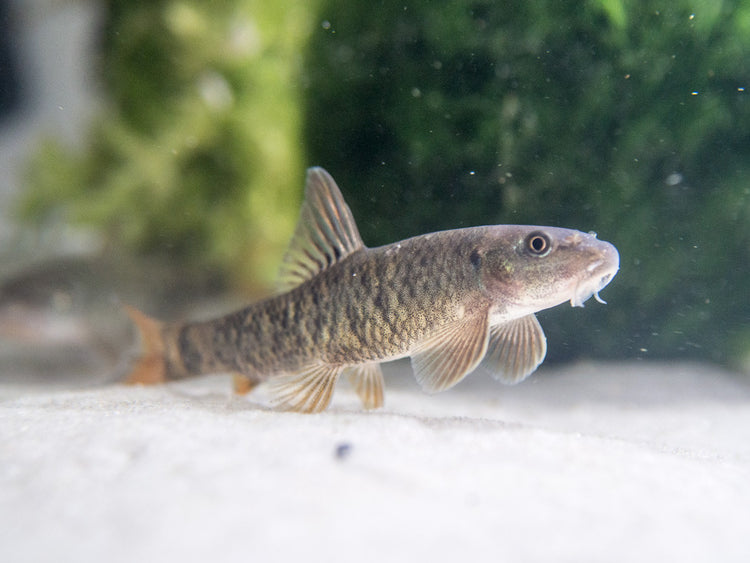 Doctor Fish aka Pedicure Fish (Garra rufa) for sale