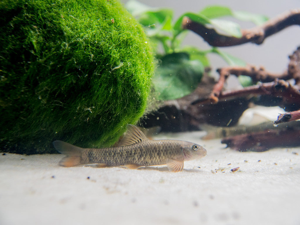 Doctor Fish aka Pedicure Fish (Garra rufa) for sale