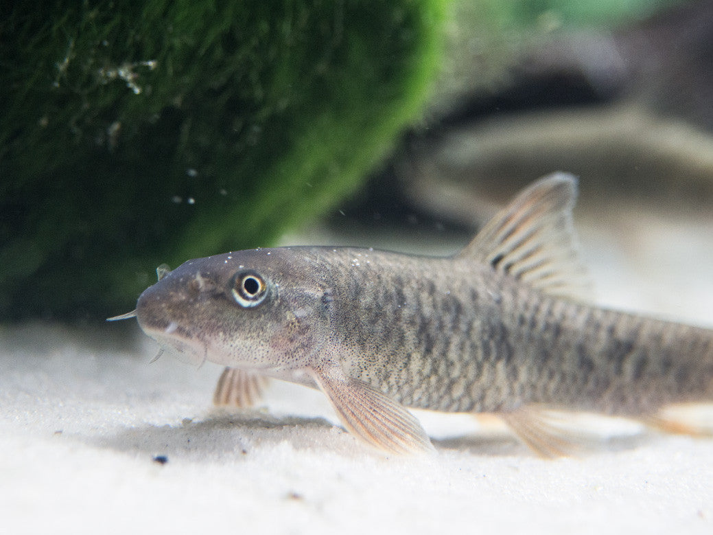 Doctor Fish aka Pedicure Fish (Garra rufa) for sale