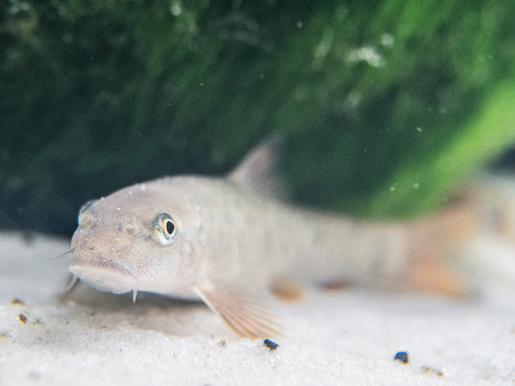 Doctor Fish aka Pedicure Fish (Garra rufa) for sale