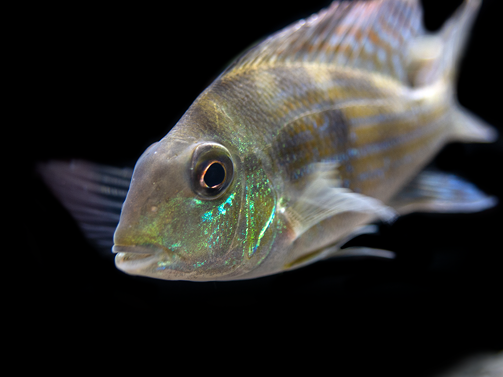Sven's Eartheater Cichlid (Geophagus sveni), Tank-Bred!