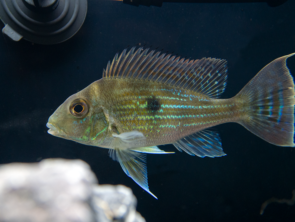 Sven's Eartheater Cichlid (Geophagus sveni), Tank-Bred!