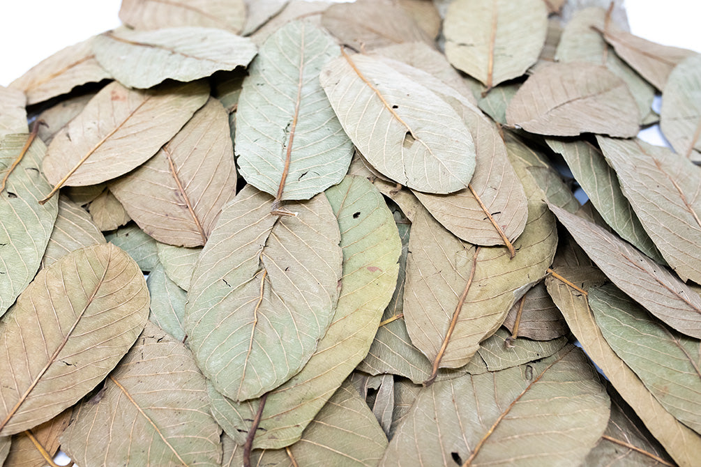 guava leaves for aquarium 