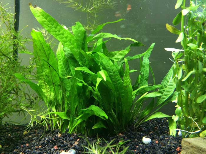 Java Fern Mat (Microsorum pteropus) - Aquatic Arts