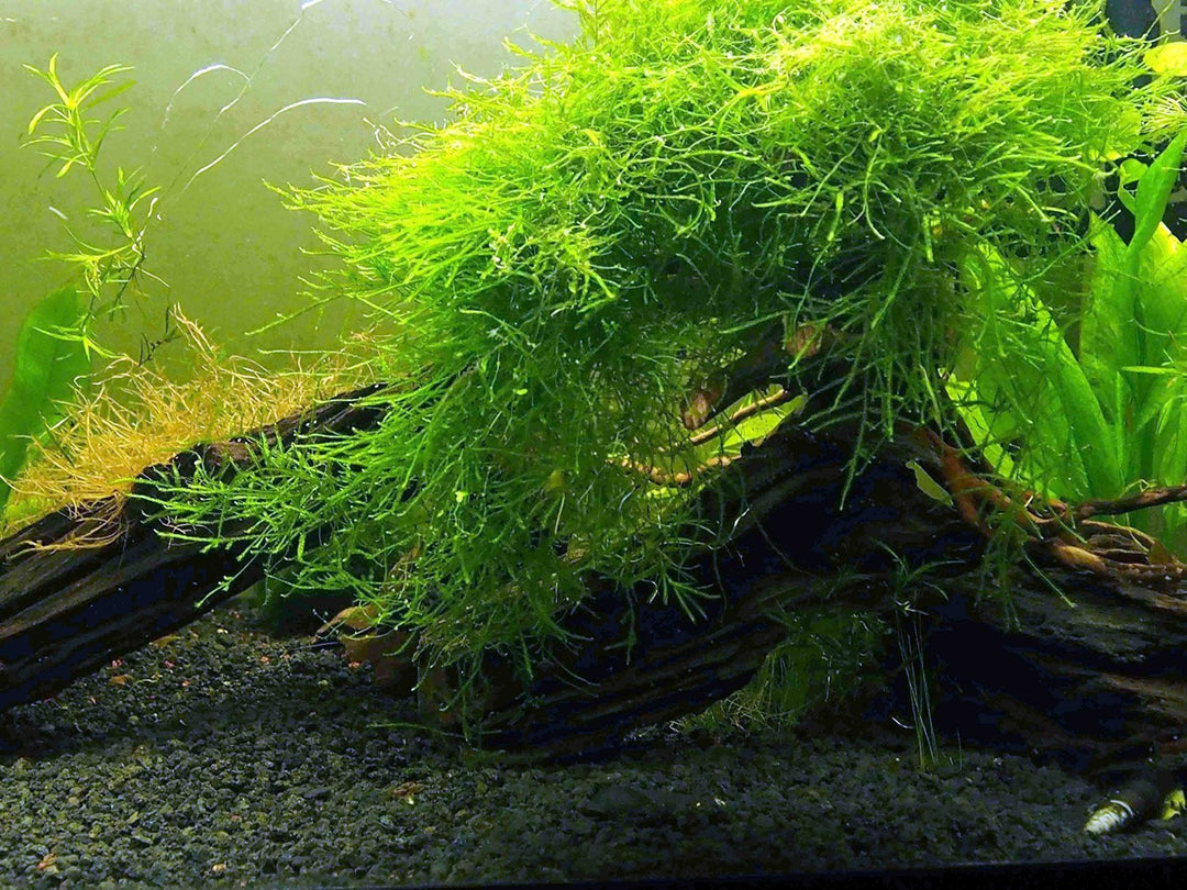 EASY Aquarium Plant Package (5-10 Gallon) - Java Moss, Moneywort, Anubias, and Java Fern