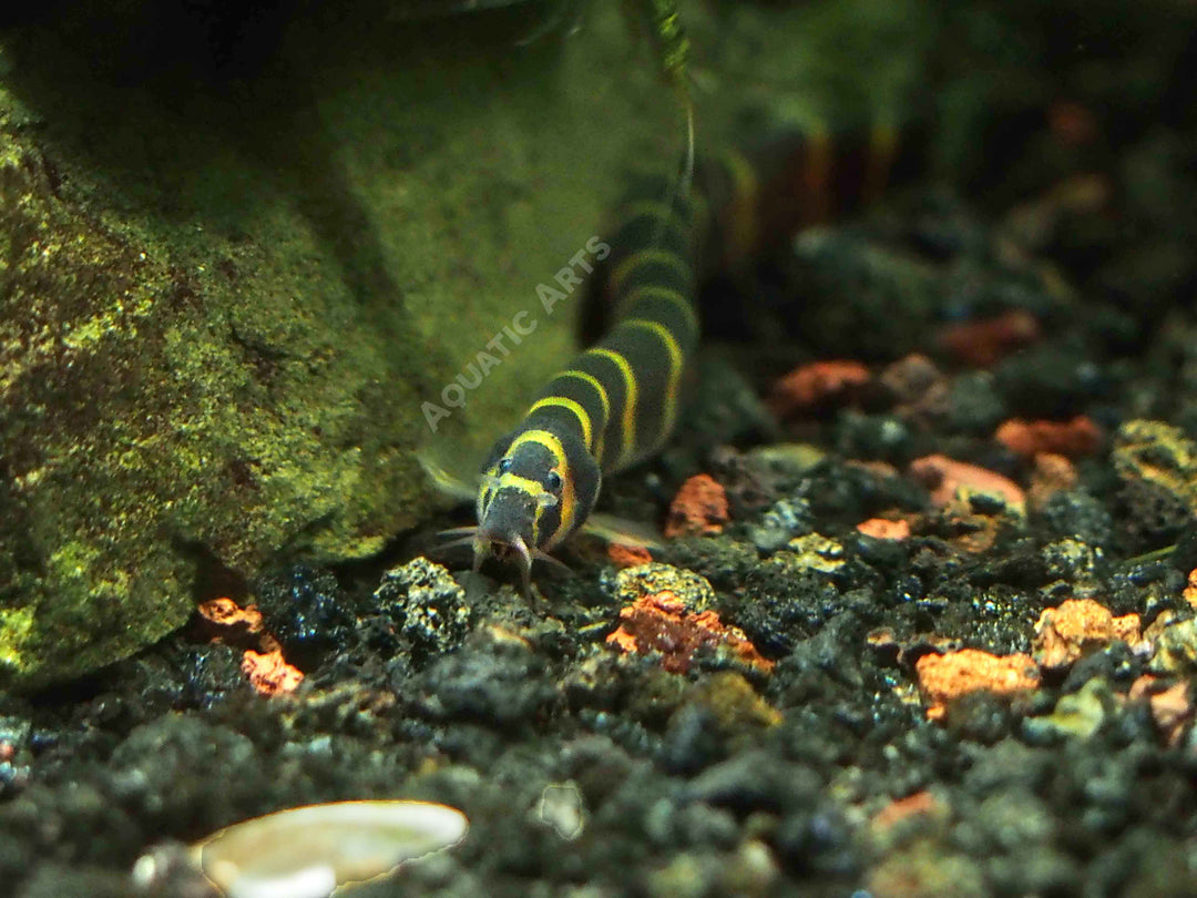 Striped Kuhli Loach (Pangio semicincta/kuhlii)