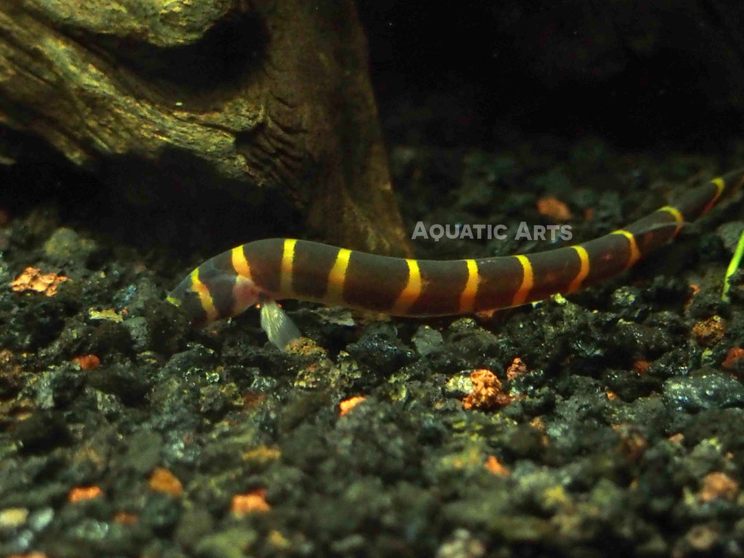 Striped Kuhli Loach (Pangio semicincta/kuhlii)