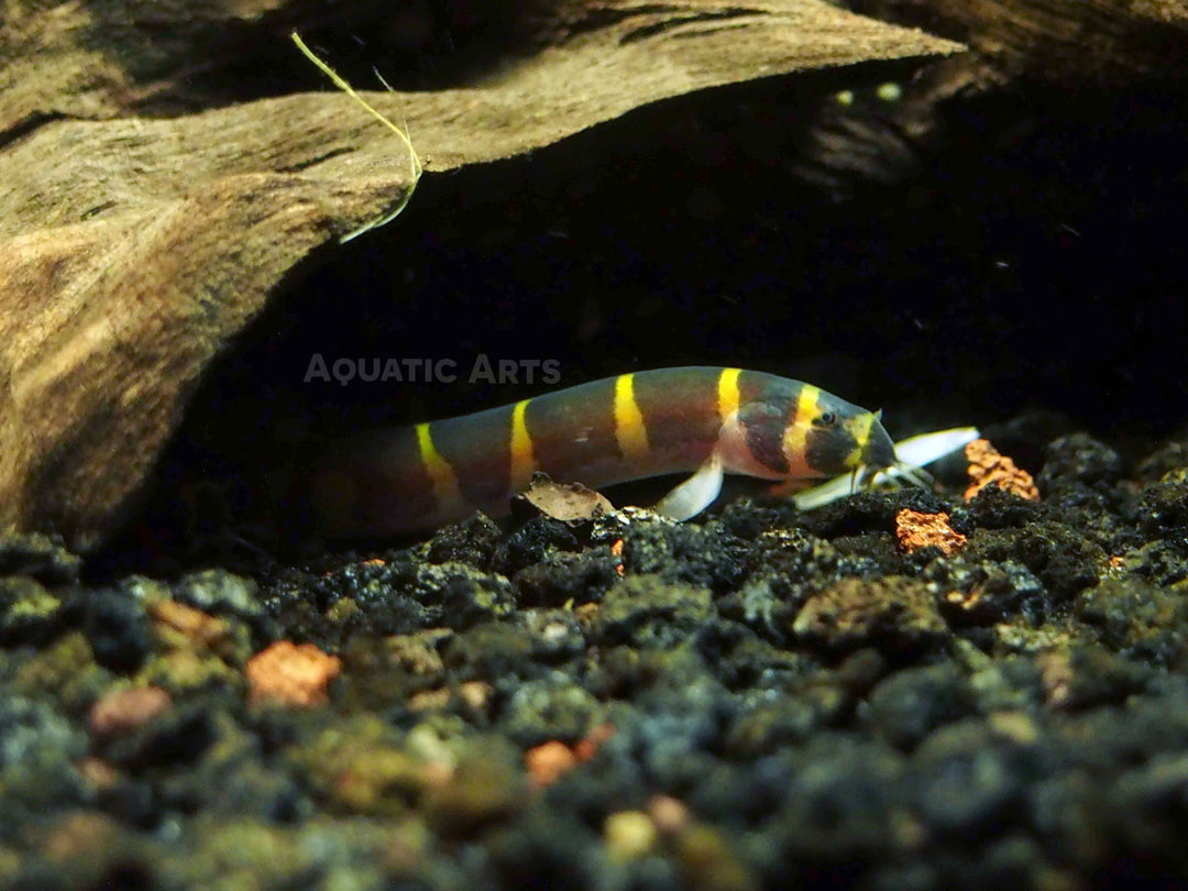 Striped Kuhli Loach (Pangio semicincta/kuhlii)