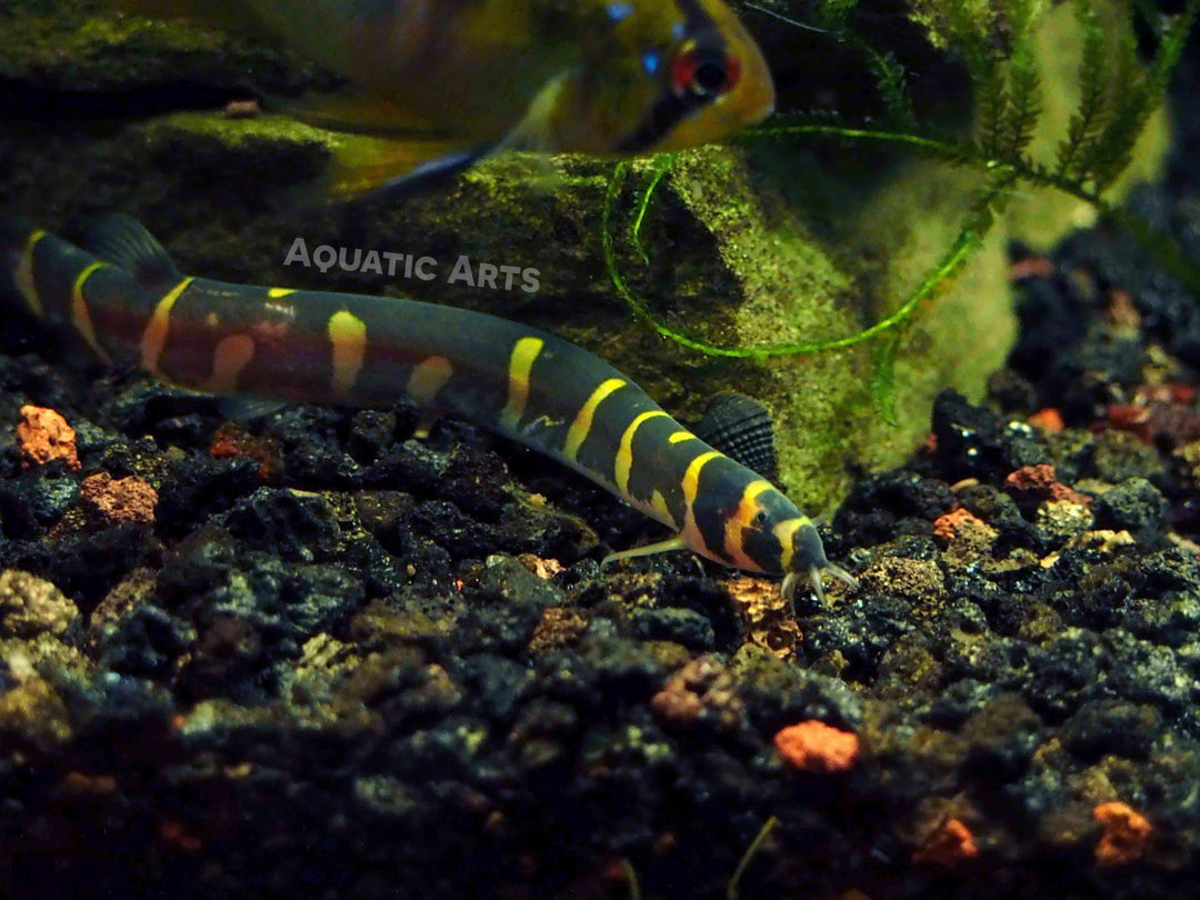 Striped Kuhli Loach (Pangio semicincta/kuhlii)