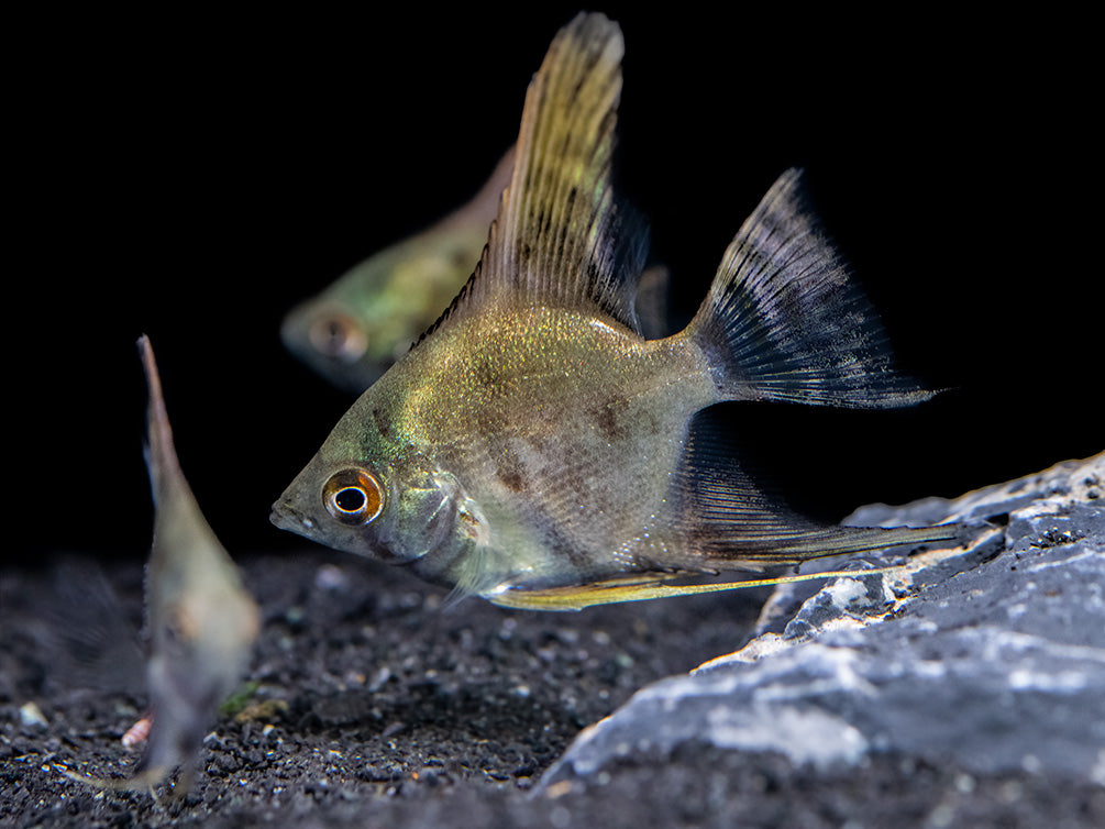 Leopard Angelfish (Pterophyllum scalare), TANK-BRED!