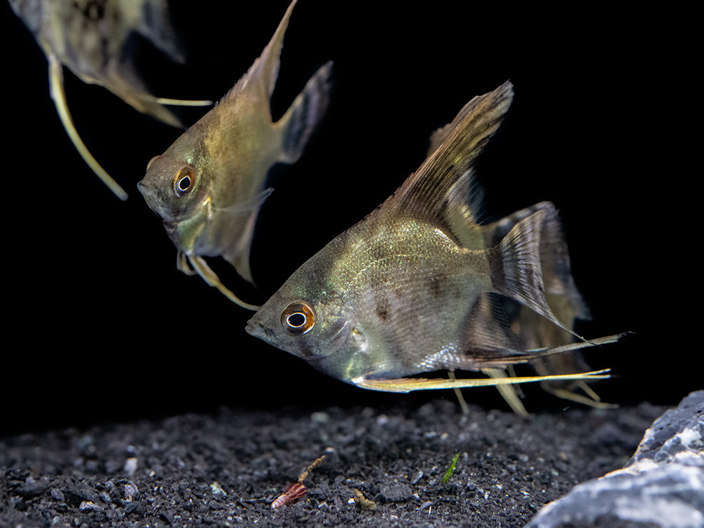 Leopard Angelfish (Pterophyllum scalare), TANK-BRED!