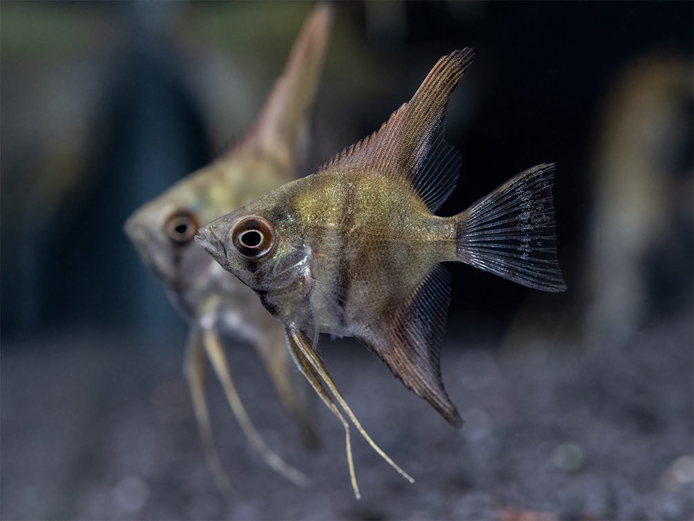 Leopard Angelfish (Pterophyllum scalare), TANK-BRED!