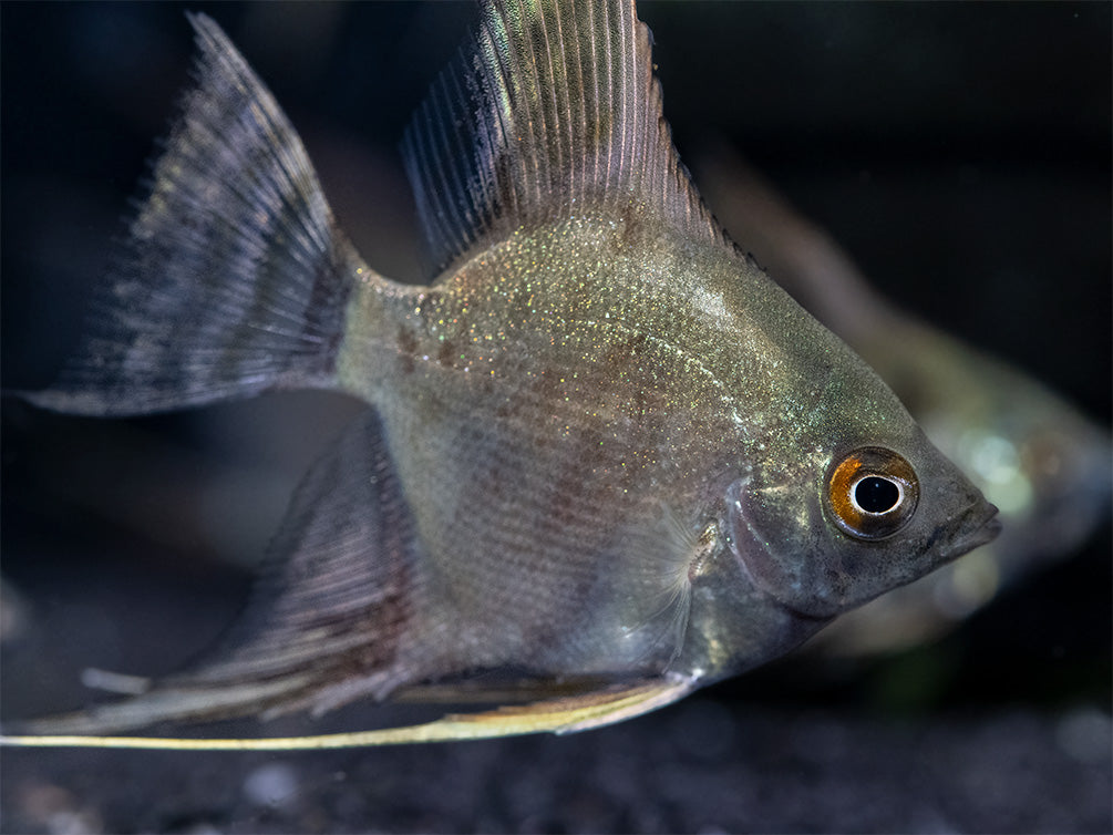 Leopard Angelfish (Pterophyllum scalare), TANK-BRED!