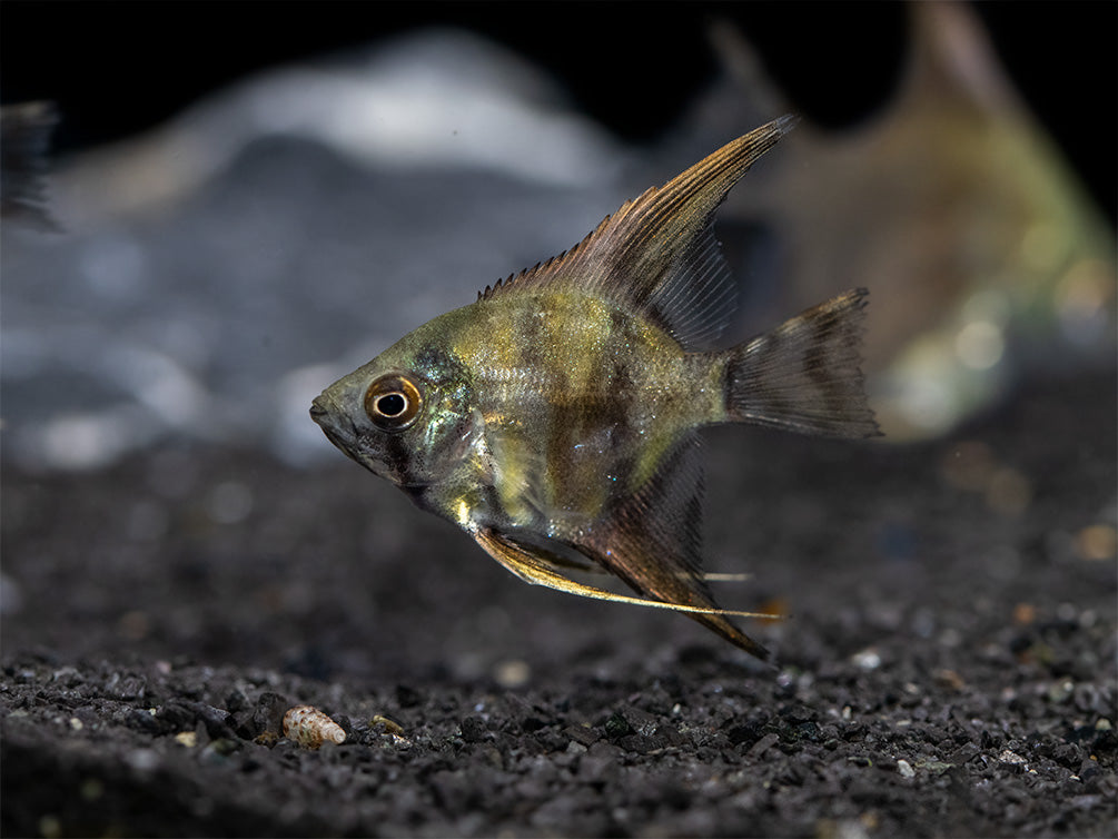 Leopard Angelfish (Pterophyllum scalare), TANK-BRED!