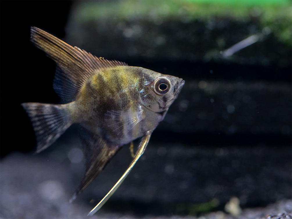 Leopard Angelfish (Pterophyllum scalare), TANK-BRED!