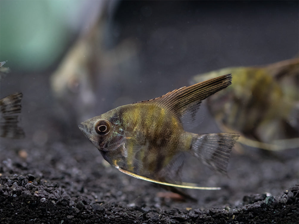 Leopard Angelfish (Pterophyllum scalare), TANK-BRED!