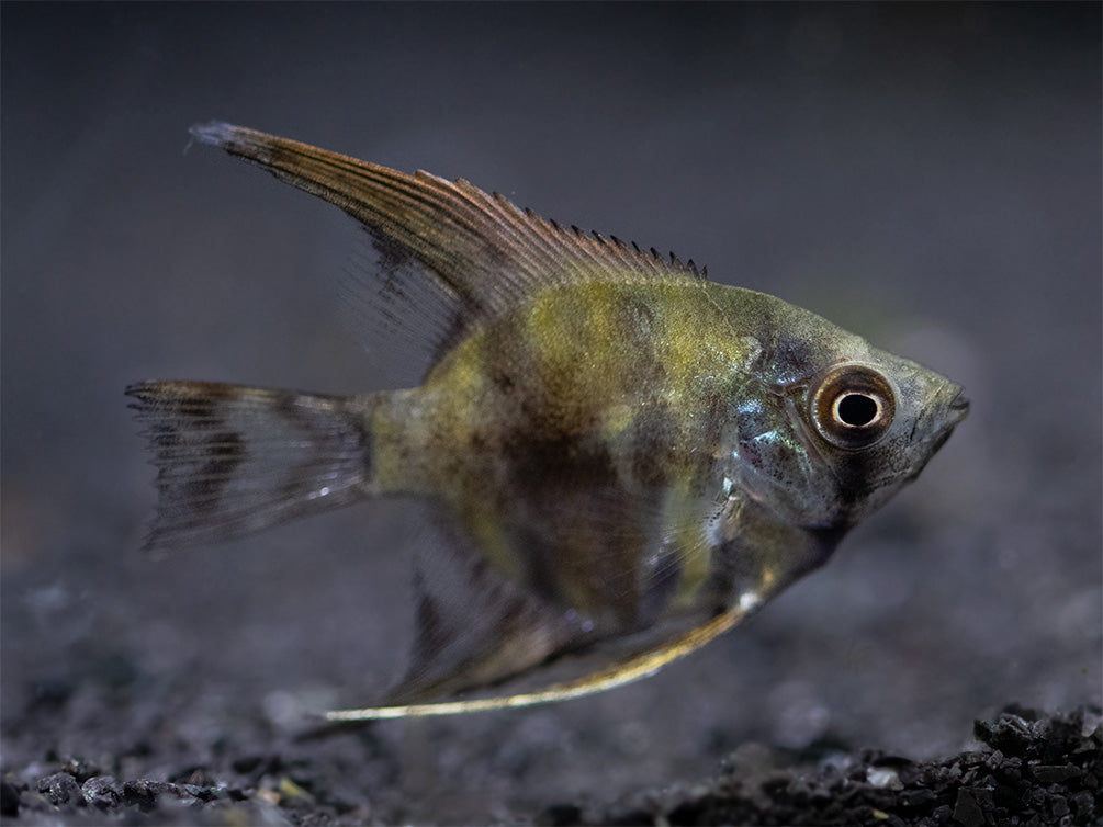Leopard Angelfish (Pterophyllum scalare), Tank-Bred - Aquatic Arts