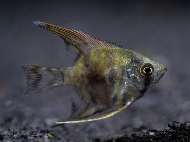 Leopard Angelfish (Pterophyllum scalare), Tank-Bred - Aquatic Arts