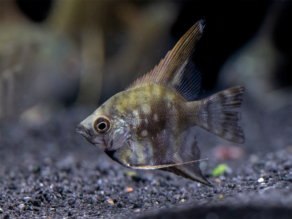 Leopard Angelfish (Pterophyllum scalare), Tank-Bred - Aquatic Arts