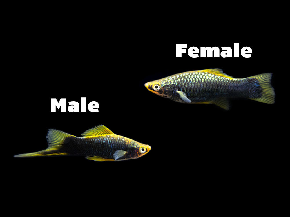 Hamburger Swordtail (Xiphophorus helleri hybrid) Tank-Bred!