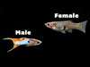 Japan Blue Red Double Sword Guppy (Poecilia reticulata 