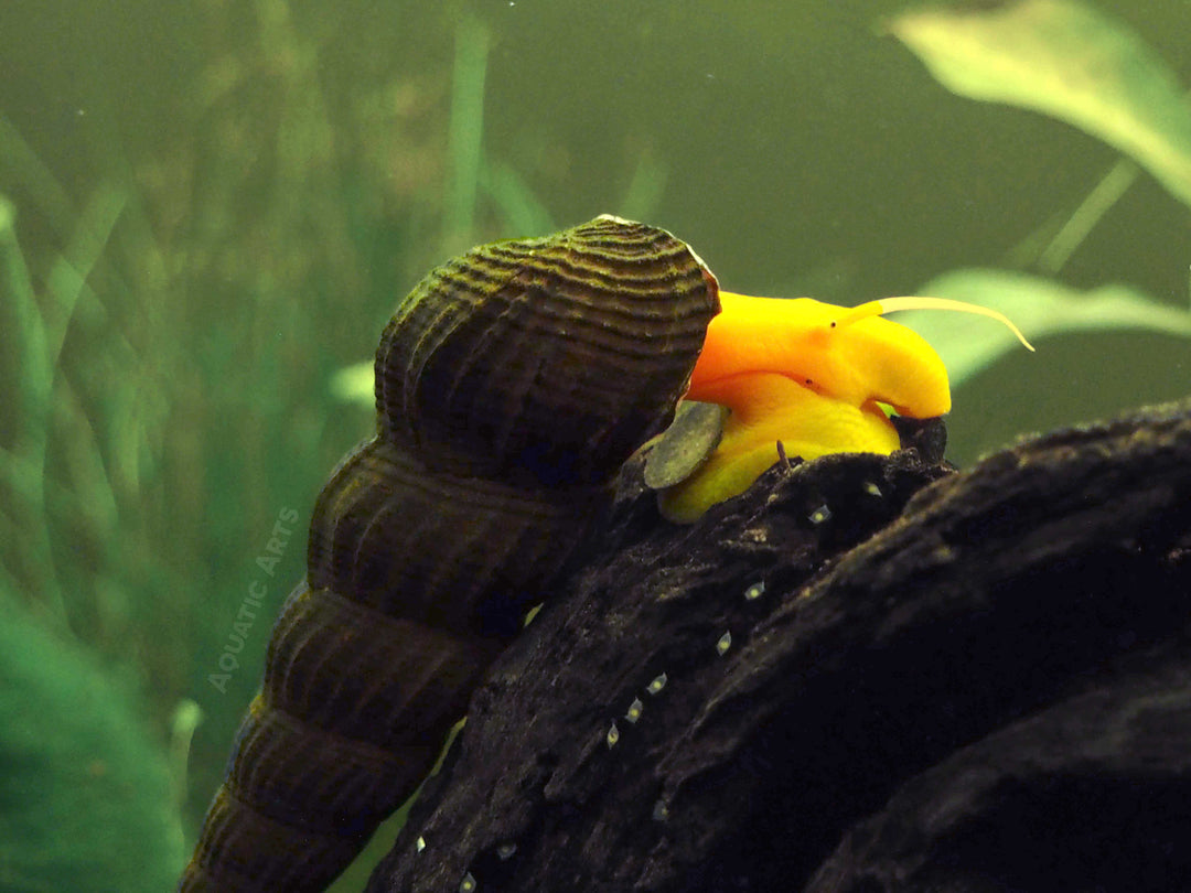 Orange Giant Sulawesi Rabbit Snail (Tylomelania gemmifera)