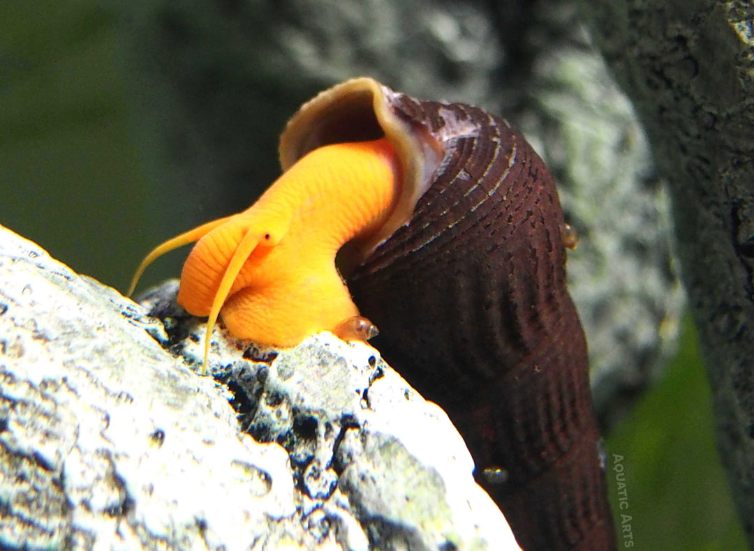 Orange Giant Sulawesi Rabbit Snail (Tylomelania gemmifera)