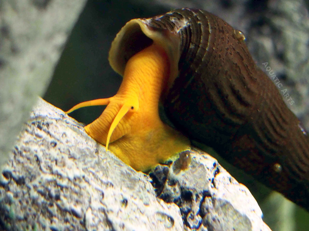 Orange Giant Sulawesi Rabbit Snail (Tylomelania gemmifera)