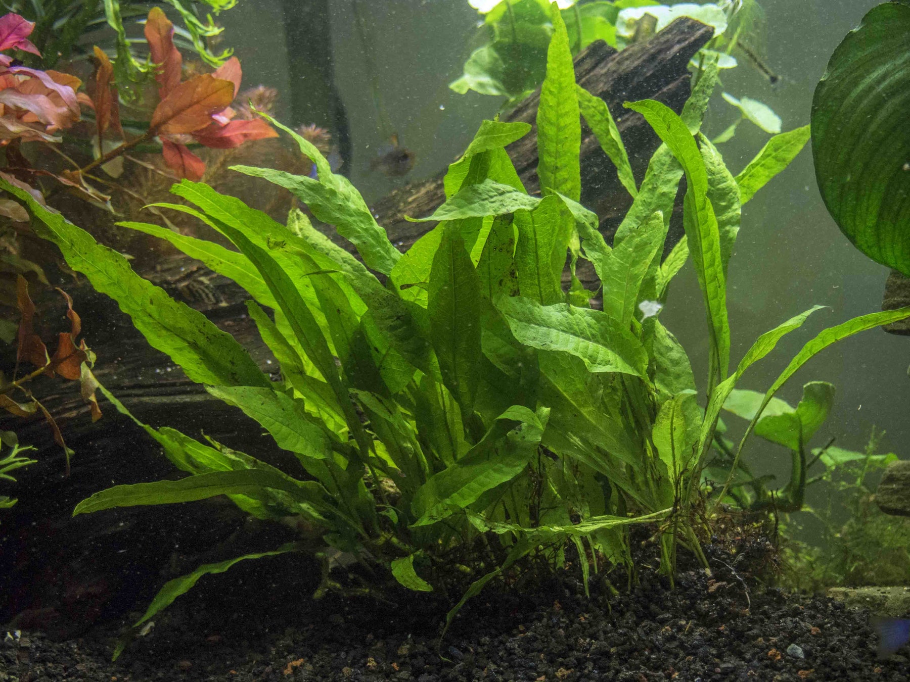 Java Fern Mat (Microsorum pteropus) - Aquatic Arts