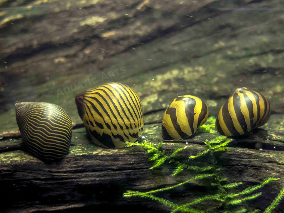 Aquatic Arts Zebra Nerite Snail for sale