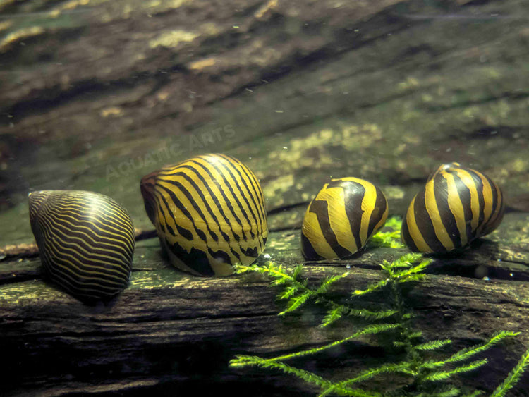 Aquatic Arts Zebra Nerite Snail for sale