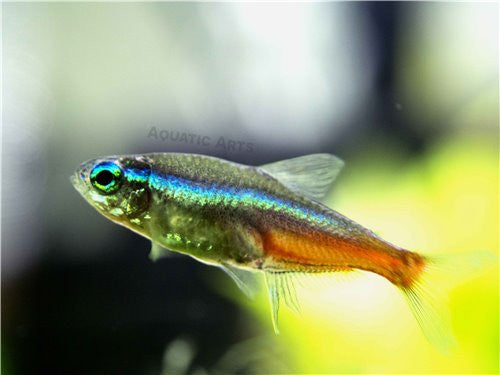 aquatic arts neon tetra 