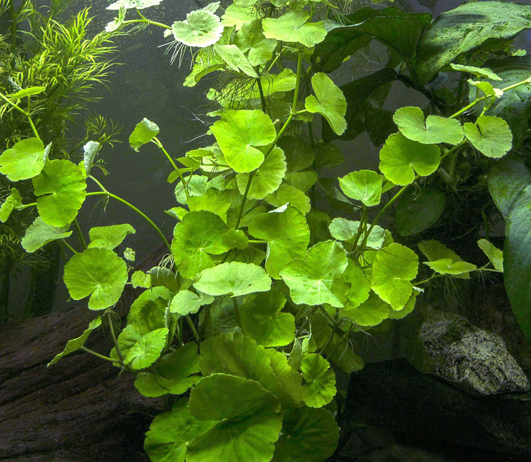 Brazilian Pennywort (Hydrocotyle leucocephala), Bunched