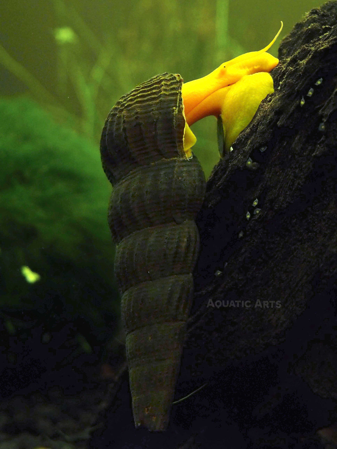 Orange Giant Sulawesi Rabbit Snail (Tylomelania gemmifera)