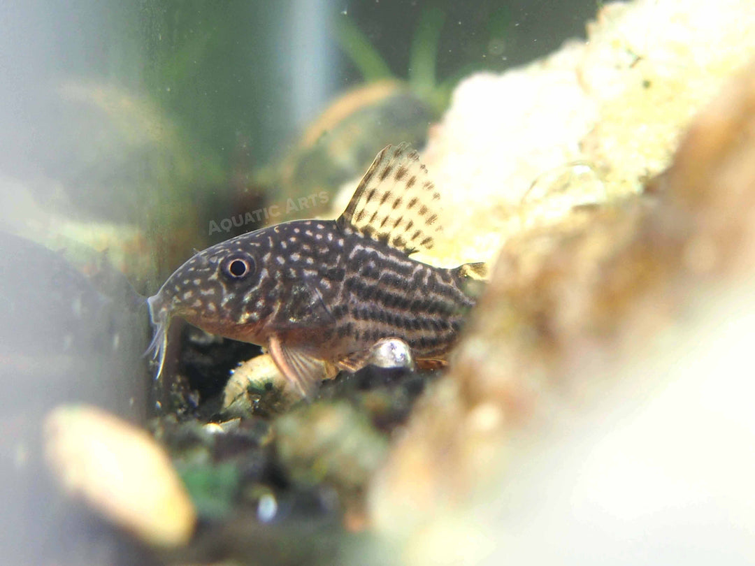 Sterba's Cory Catfish (Corydoras sterbai), Tank-Bred