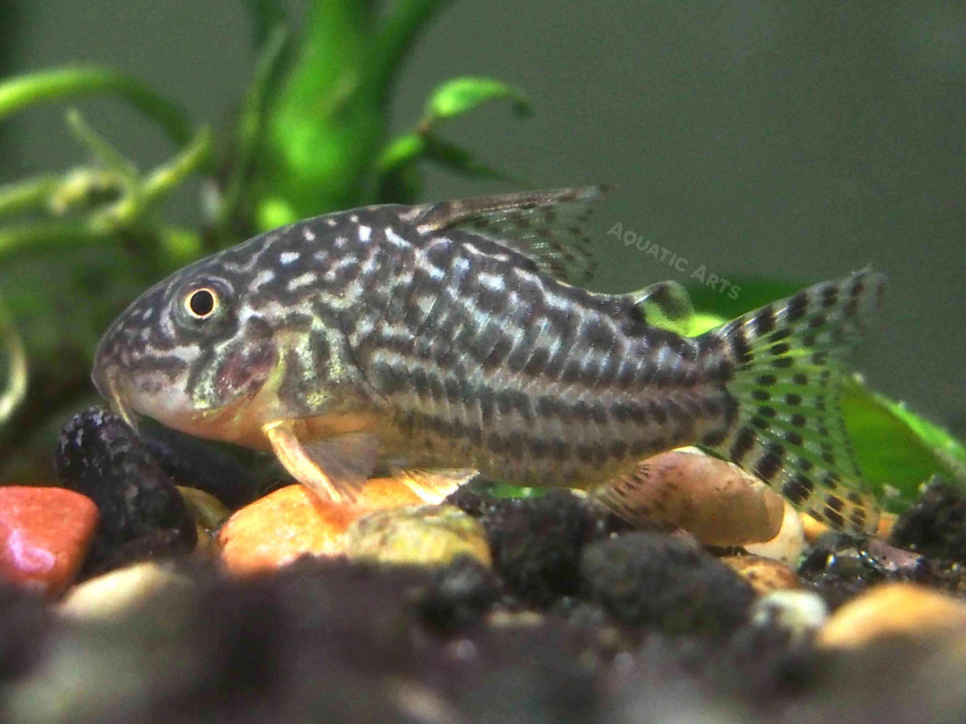 Sterba's Cory Catfish (Corydoras sterbai), Tank-Bred