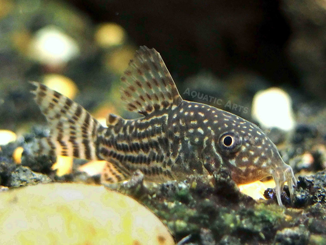 Sterba's Cory Catfish (Corydoras sterbai), Tank-Bred