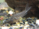 Sterba's Cory Catfish (Corydoras sterbai), Tank-Bred
