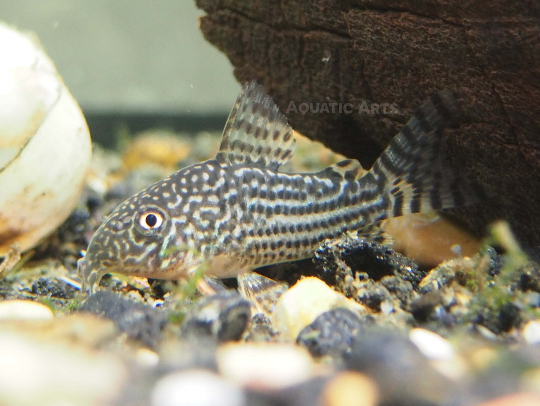 Sterba's Cory Catfish (Corydoras sterbai), Tank-Bred