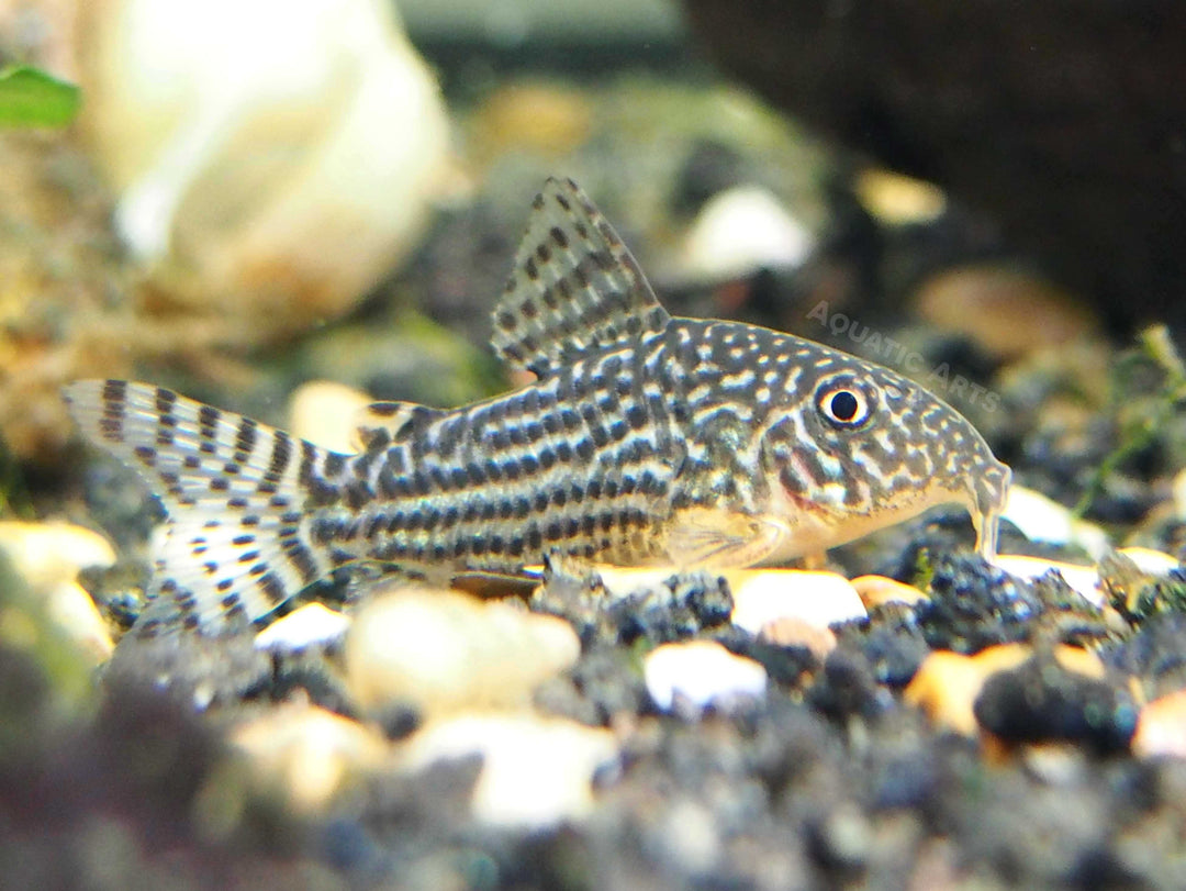 Sterba's Cory Catfish (Corydoras sterbai), Tank-Bred