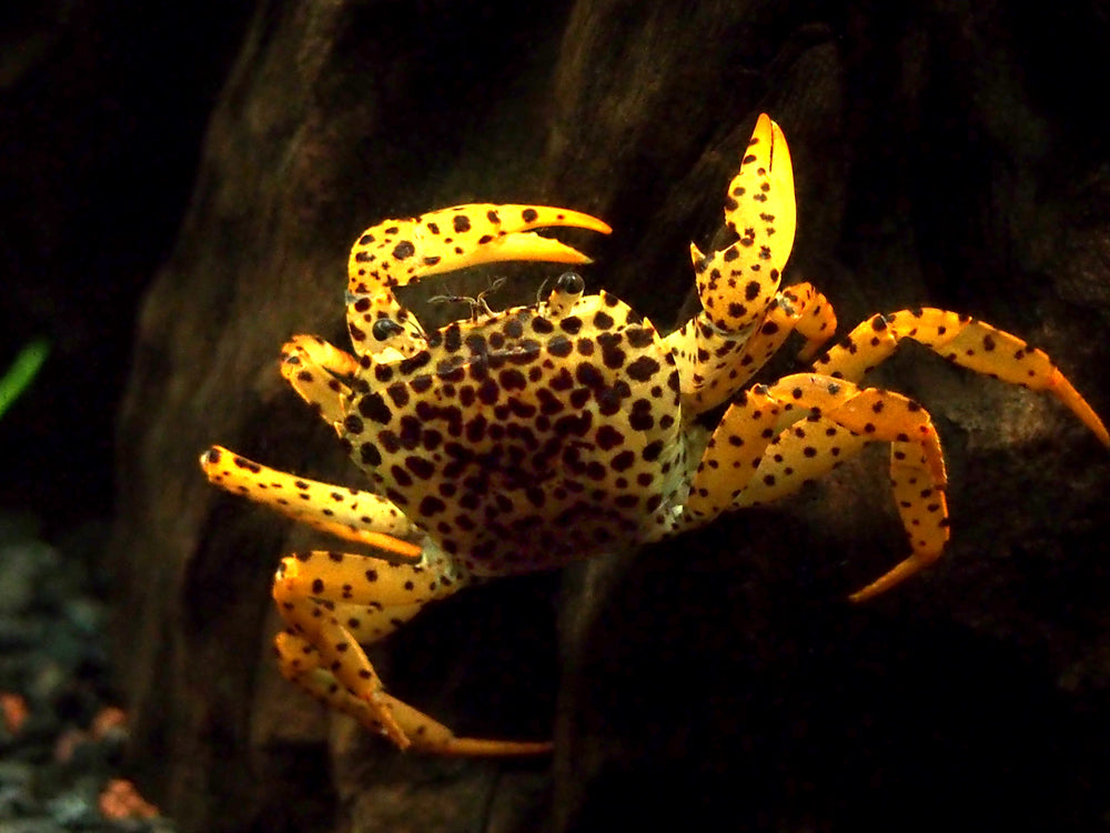 Panther Crab (Parathelphusa pantherina)