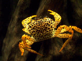 Panther Crab (Parathelphusa pantherina)