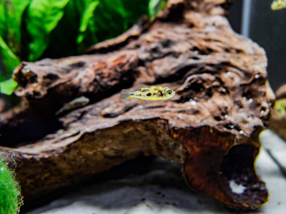 Indian Dwarf Pea Puffer (Carinotetraodon travancoricus), Tank-Bred